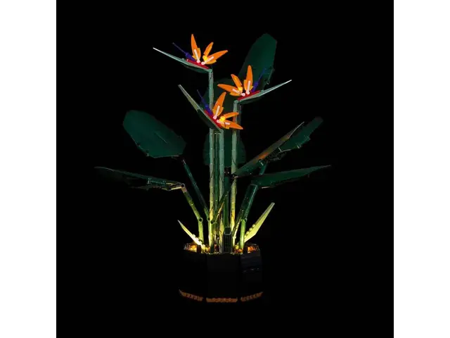 citronella plant Citronella Geranium Plants for Sale main image 0